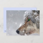 Schneebedeckte Wolf Postkarte (Vorne/Hinten)