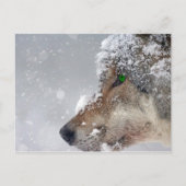 Schneebedeckte Wolf Postkarte (Vorderseite)