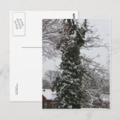 Schneebedeckter Baum Postkarte (Vorne/Hinten)