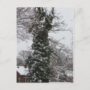 Schneebedeckter Baum Postkarte