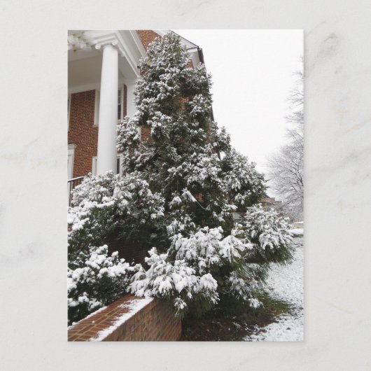 Schneebedeckter Baum Postkarte (Vorderseite)