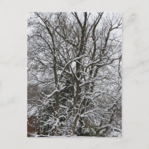 Schneebedeckter Baum Postkarte