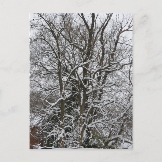 Schneebedeckter Baum Postkarte (Vorderseite)