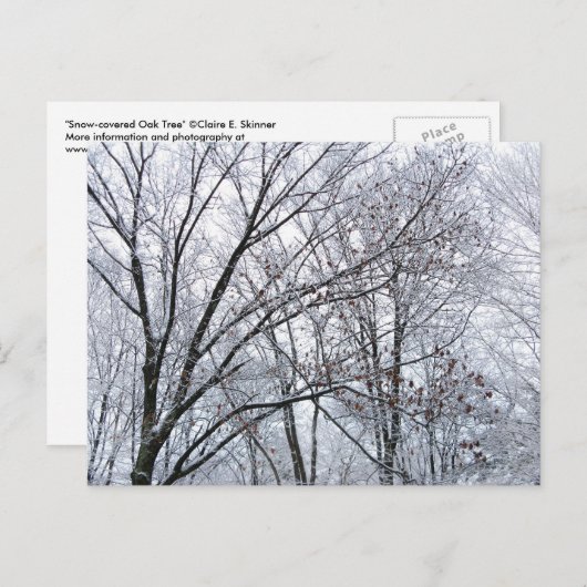 Schneebedeckter Eichenbaum Postkarte (Vorne/Hinten)