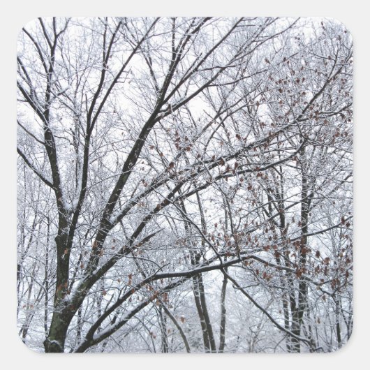 Schneebedeckter Eichenbaum Quadratischer Aufkleber (Vorderseite)