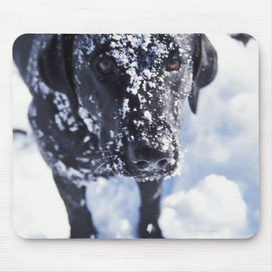 Schneebedeckter Hund Mousepad (Vorne)