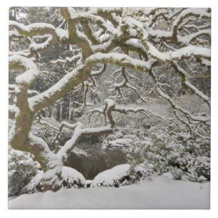 Schneebedeckter japanischer Ahorn Fliese