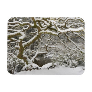 Schneebedeckter japanischer Ahorn Magnet