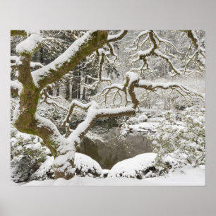 Schneebedeckter japanischer Ahorn Poster