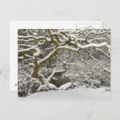 Schneebedeckter japanischer Ahorn Postkarte (Vorne/Hinten)
