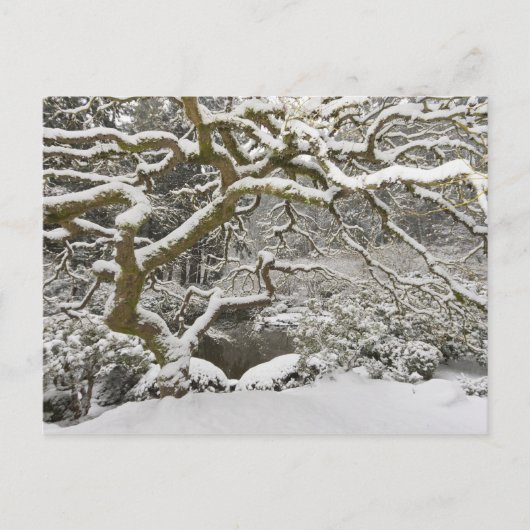 Schneebedeckter japanischer Ahorn Postkarte (Vorderseite)
