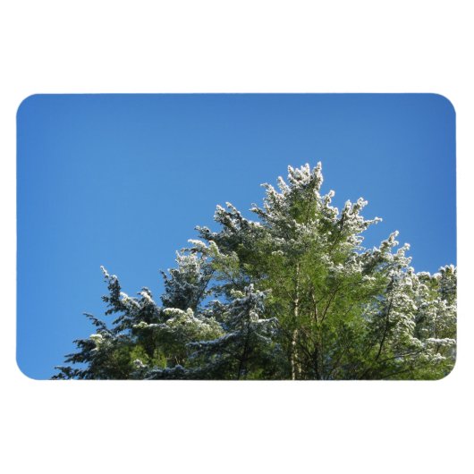Schneebedeckter Kiefernbaum auf blauem Himmel Magnet (Horizontal)
