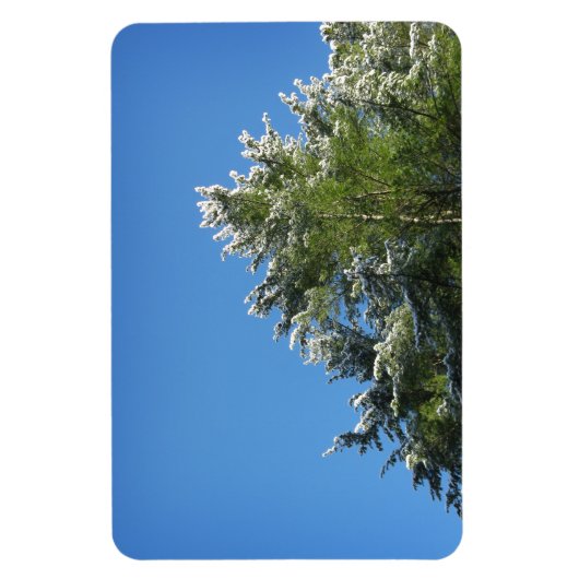 Schneebedeckter Kiefernbaum auf blauem Himmel Magnet (Vertikal)