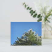 Schneebedeckter Kiefernbaum auf blauem Himmel Postkarte (Stehend Vorderseite)