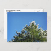 Schneebedeckter Kiefernbaum auf blauem Himmel Postkarte (Vorne/Hinten)