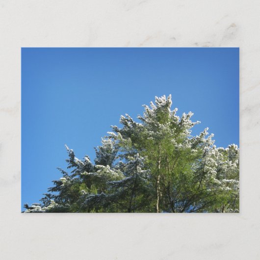 Schneebedeckter Kiefernbaum auf blauem Himmel Postkarte (Vorderseite)