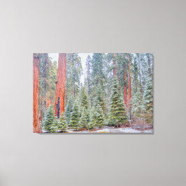 Schneebedeckter Sequoienwaldweg Leinwanddruck