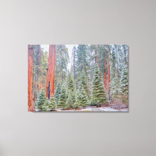 Schneebedeckter Sequoienwaldweg Leinwanddruck (Vorderseite)