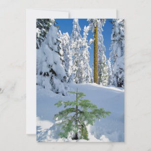Schneebedeckter Wald in Oregon Dankeskarte