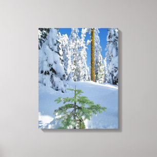 Schneebedeckter Wald in Oregon Leinwanddruck