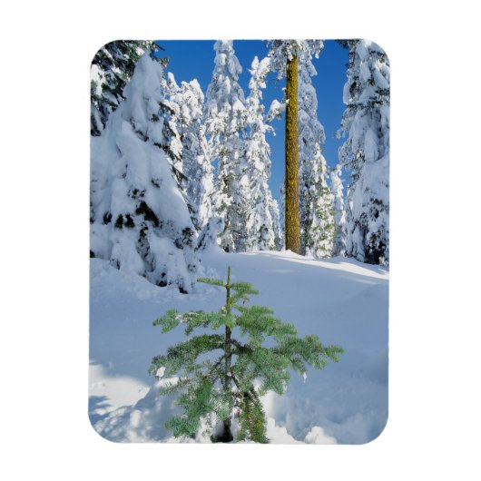 Schneebedeckter Wald in Oregon Magnet (Vertikal)