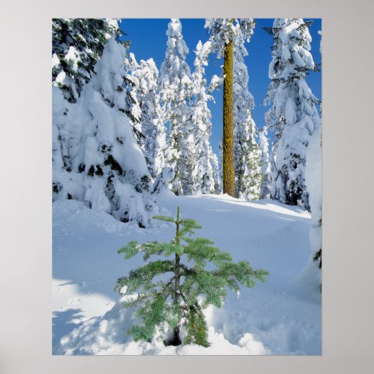 Schneebedeckter Wald in Oregon Poster (Vorne)