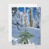 Schneebedeckter Wald in Oregon Postkarte (Vorne/Hinten)