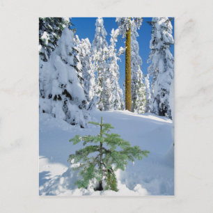 Schneebedeckter Wald in Oregon Postkarte