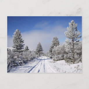 Schneebedeckter Weg und Kiefern, Cambrians, bei St Postkarte