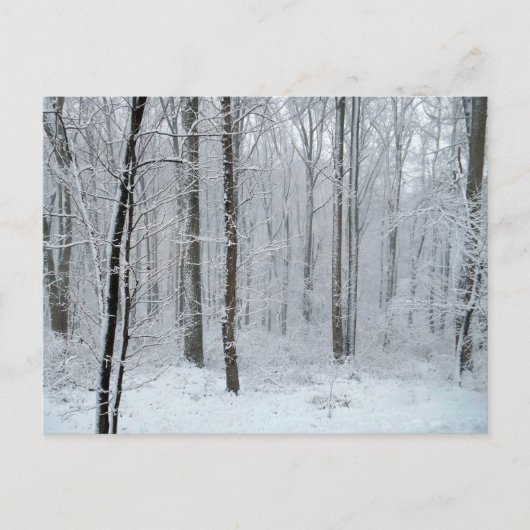 Schneebedeckter Weißpappelwald Postkarte (Vorderseite)