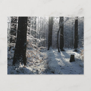 Schneebedeckter Winterwaldweg Postkarte