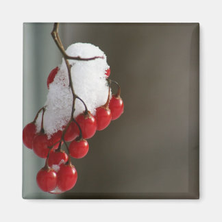 Schneebeeren Magnet