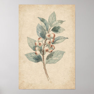 Schneebeeren-Zweig Botanischer Druck Beerenstudi Poster