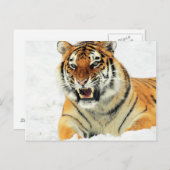 Schneebeuteliger Postkarte (Vorne/Hinten)