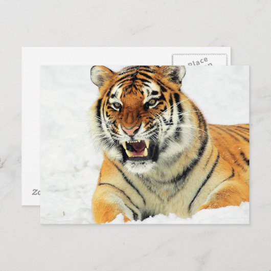 Schneebeuteliger Postkarte (Vorne/Hinten)