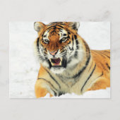 Schneebeuteliger Postkarte (Vorderseite)