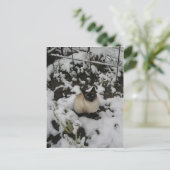 Schneebilder, Schneekatze Postkarte (Stehend Vorderseite)
