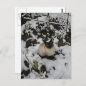 Schneebilder, Schneekatze Postkarte (Vorne/Hinten)