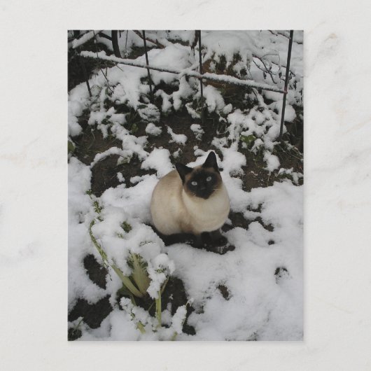 Schneebilder, Schneekatze Postkarte (Vorderseite)