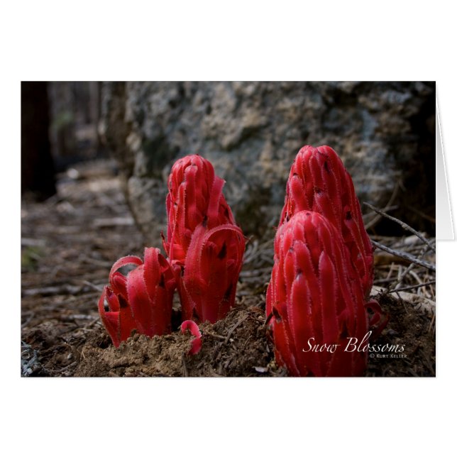 Schneeblocken (Vorderseite (Horizontal))