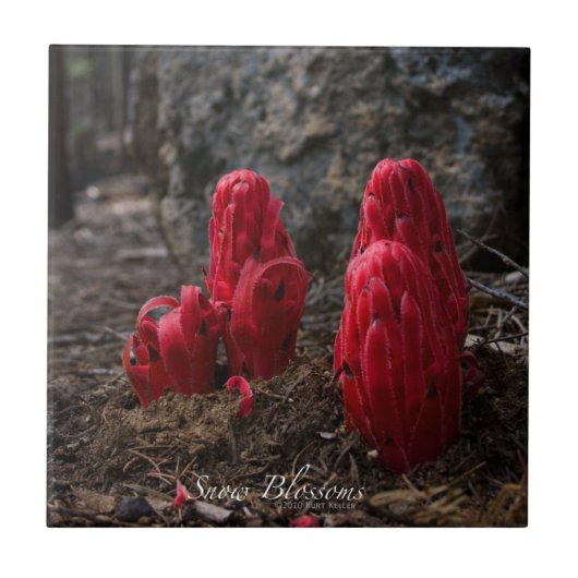 Schneeblocken Fliese (Vorderseite)