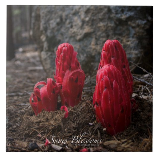 Schneeblocken Fliese (Vorderseite)