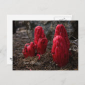 Schneeblocken-Foto Postkarte (Vorne/Hinten)