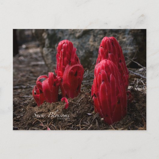 Schneeblocken-Foto Postkarte (Vorderseite)