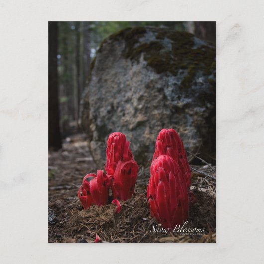 Schneeblocken-Foto Postkarte (Vorderseite)