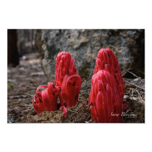 Schneeblocken Fotodruck (Vorne)