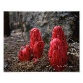 Schneeblocken Fotodruck (Vorne)