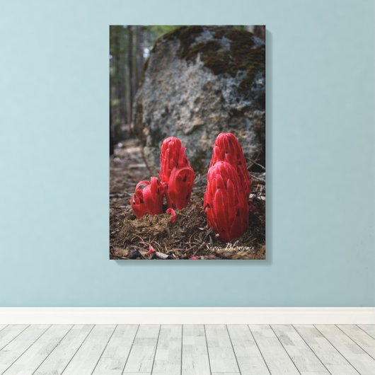 Schneeblocken Leinwanddruck (Insitu (Holzboden))