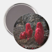 Schneeblocken Magnet (Vorderseite/Rückseite)