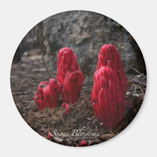 Schneeblocken Magnet (Vorne)